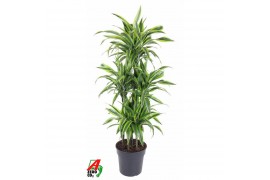 Dracaena fragr. der. lemon lime Dracaena Lemon Lime 90-carrousel6 pp