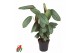 Calathea Calathea Silverstar1 pp zonder bloem bl. 