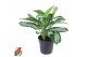 Aglaonema Aglaonema Silver Moon3 pp 