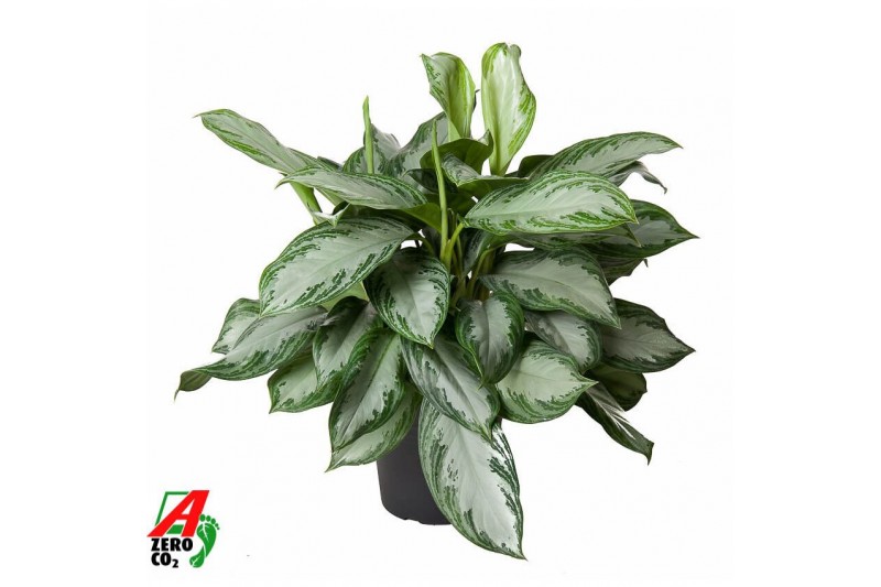 Aglaonema silver bay Aglaonema Silver Bay3 pp 