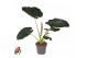 Alocasia regal shields Alocasia Regal Shields (NO GAP)1 pp 