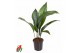 Aspidistra elatior Aspidistra Elatior P137 pp 