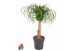 Beaucarnea recurvata Beaucarnea stam P24 - 1,5ft1 tak/plnt 1 pp