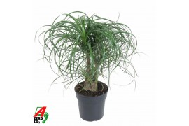 Beaucarnea recurvata Beaucarnea vertakt P21 - 1ft3 tak/plnt 1 pp