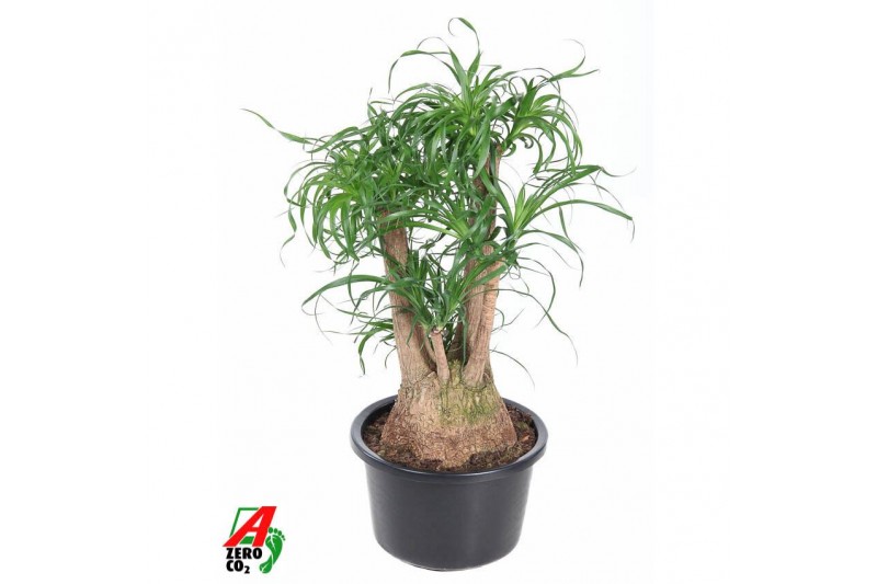 Beaucarnea recurvata Beaucarnea vertakt P38 - 2ft3 tak/plnt 1 pp 