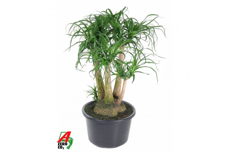 Beaucarnea recurvata Beaucarnea vertakt P41 - 2ft3 tak/plnt 1 pp 