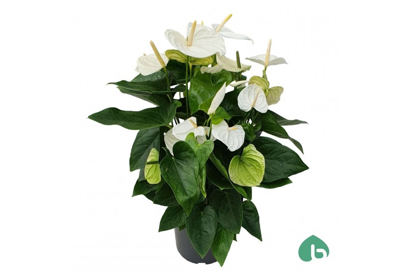 Anthurium andr. alaska White 