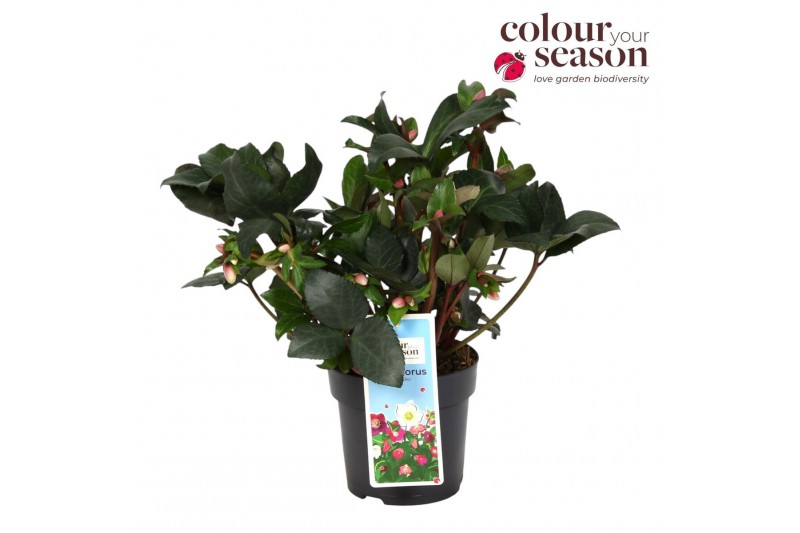 Helleborus angel glow Helleborus Angel Glow P1535 bl. 1 pp 