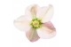 Helleborus angel glow Helleborus Angel Glow P1535 bl. 1 pp 