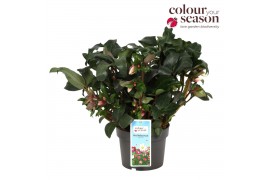 Helleborus angel glow Helleborus Angel Glow P1950 bl. 1 pp