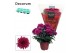 Chrysanthemum chrystal purple Chrys. ind. Chrysanne® Grandezza Purple3 