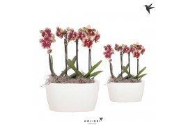 Phalaenopsis multiflora Kolibri Orchids Phalaenopsis spotty 4 spike in