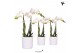 Phalaenopsis multiflora wit Kolibri Orchids Phalaenopsis white 2 spike 