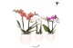 Phalaenopsis mix Kolibri Orchids Phalaenopsis mix 2 spike in Scandic p 