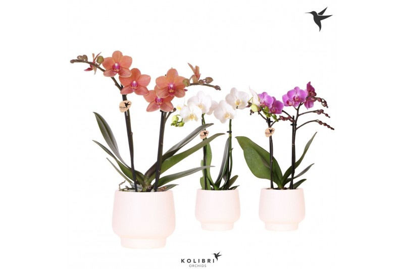 Phalaenopsis mix Kolibri Orchids Phalaenopsis mix 2 spike in Scandic p 