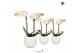 Phalaenopsis multiflora wit Kolibri Orchids Phalaenopsis white 2 spike 