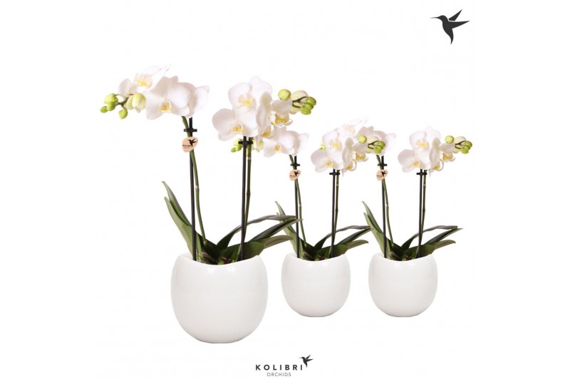 Phalaenopsis multiflora wit Kolibri Orchids Phalaenopsis white 2 spike 