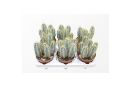 Pilosocereus pachyclaudus Pilosocereus Azureus