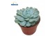 Echeveria Echeveria Zonnestraal1 bl. 