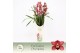 Cymbidium Cymbidium, Jolly Red 3-spike P14 Exclusiva Orchidea Potcover 