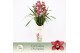 Cymbidium Cymbidium, Jolly Red 4-spike P14 Exclusiva Orchidea Potcover 