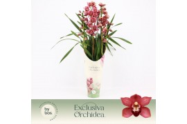Cymbidium Cymbidium, Jolly Red 4-spike P14 Exclusiva Orchidea Potcover