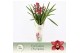 Cymbidium Cymbidium, Jolly Red 5-spike P14 Exclusiva Orchidea Potcover 