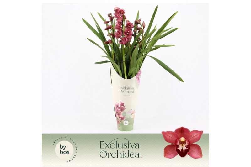 Cymbidium Cymbidium, Jolly Red 5-spike P14 Exclusiva Orchidea Potcover 