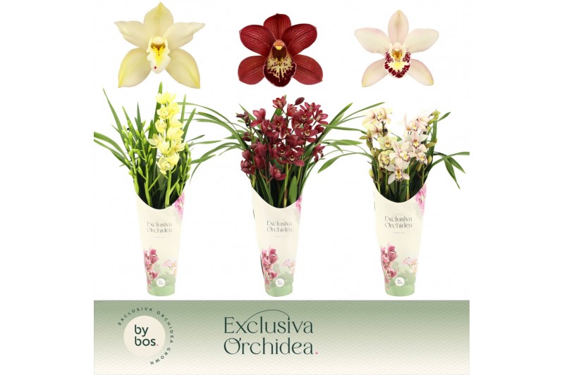 Cymbidium mix Cymbidium, Mix 4-spike P14 Exclusiva Orchidea Potcover 4 