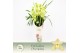 Cymbidium Cymbidium, Paddy 5-spike P14 Exclusiva Orchidea Potcover 5 t 