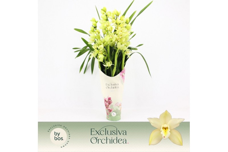 Cymbidium Cymbidium, Paddy 5-spike P14 Exclusiva Orchidea Potcover 5 t 
