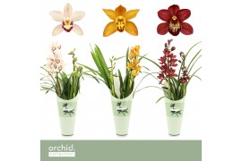 Cymbidium mix Cymbidium, Mix 2-spike Orchid Collection Potcover 2 tak/