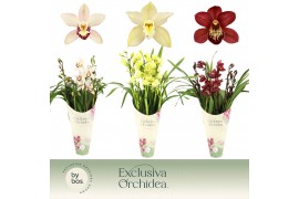 Cymbidium mix Cymbidium, Mix 5-spike Exclusiva Orchidea Potcover 5 tak