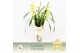 Cymbidium Cymbidium, Paddy 4-spike Exclusiva Orchidea Potcover 4 tak/p 