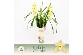 Cymbidium Cymbidium, Paddy 4-spike Exclusiva Orchidea Potcover 4 tak/p