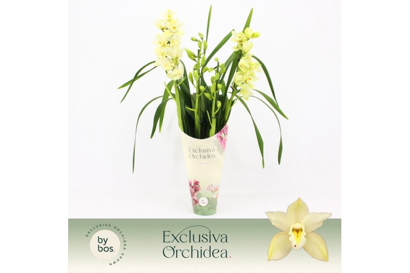 Cymbidium Cymbidium, Paddy 4-spike Exclusiva Orchidea Potcover 4 tak/p 