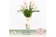 Cymbidium Cymbidium, Pink Bell 4-spike Exclusiva Orchidea Potcover 4 t 