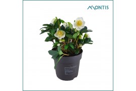 Helleborus niger christmas carol Helleborus Christmas Carol 15 cm Medi