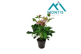 Helleborus orientalis Helleborus Orientalis Early Pink 12 cm 10 bl. 1 