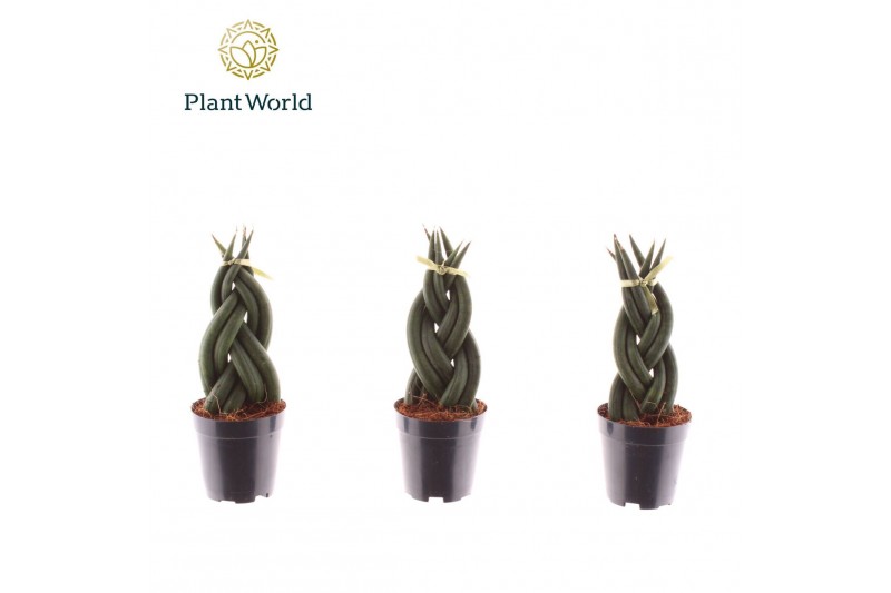 Sansevieria cylindrica Sansevieria cylindrica Twist 