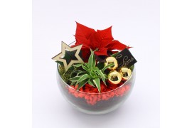 Arrangementen euphorbia pulcherrima POCR-2501 Poinsettia creatie 2 pp