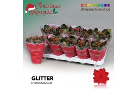Kalanchoe secret Kalanchoe Moments - Red with glitter - kerst 1 pp 16 
