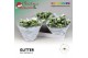Kalanchoe skydive Kalanchoe Moments - White with glitter - kerst 6 pp  