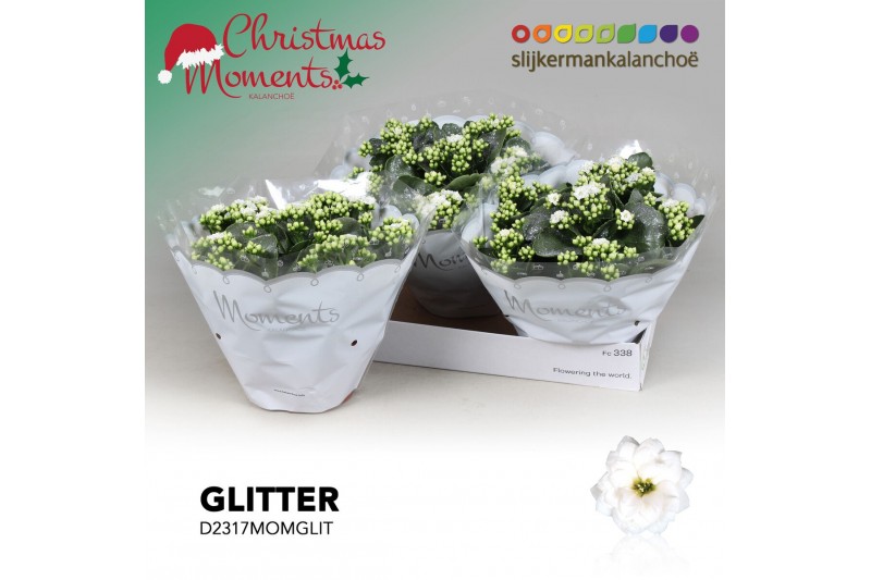 Kalanchoe skydive Kalanchoe Moments - White with glitter - kerst 6 pp  