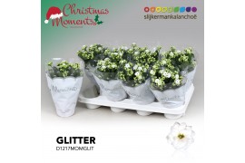Kalanchoe skydive Kalanchoe Moments - White with glitter - kerst 1 pp 