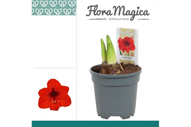 Hippeastrum Amaryllis Royal Red 2 Knop 2 tak/plnt 