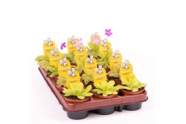 Vleesetende planten Pinguicula mix