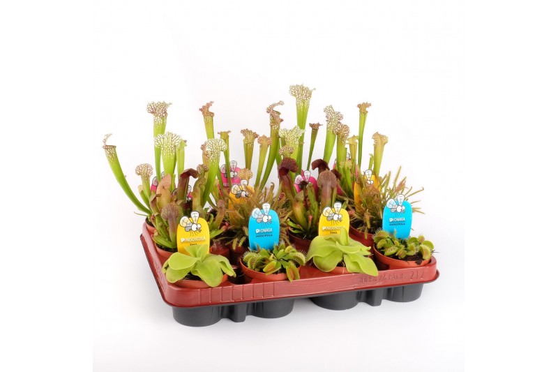 Vleesetende planten Vleesetende planten mix 