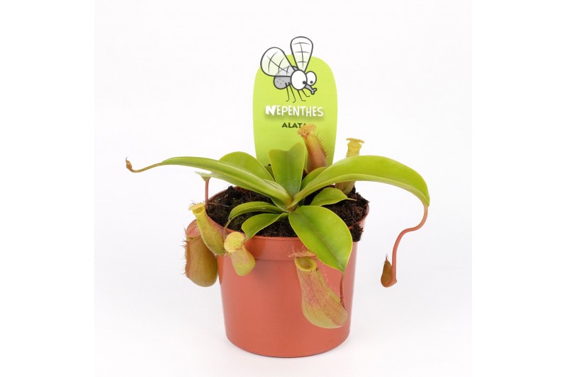 Nepenthes Nepenthes alata 