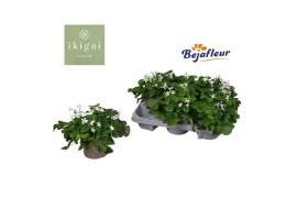 Oxalis triangularis subsp. papilionacea Oxalis Ikigai Papilionacea 20 